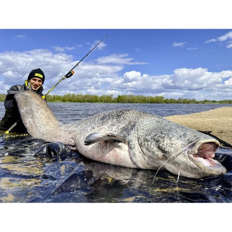 Canne Silure Black Cat Perfect Passion XH-S (455g - 2m80 - Max 350g - 2 - 140cm) 6 Canne Silure Black Cat Perfect Passion XH-S (455g - 2m80 - Max 350g - 2 - 140cm) – Image 4