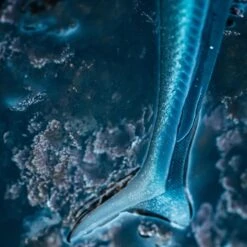 COMBO Leurres Souples Shad Lançon EELO 110 8gr AYU/BLEU -Fournitures De Pêche combo leurres souples shad lancon eelo 110 8gr ayubleu 2