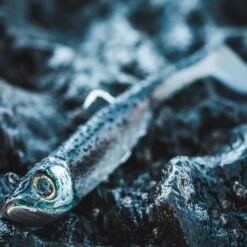 COMBO Leurres Souples Shad Texan ANCHO 120 50g Dos Noir/dos Blanc Pêche En Mer 12 COMBO Leurres Souples Shad Texan ANCHO 120 50g Dos Noir/dos Blanc Pêche En Mer -Fournitures De Pêche combo leurres souples shad texan ancho 120 50g dos noirdos blanc peche en mer 3